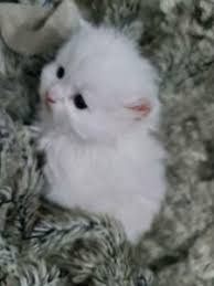 Babykatzen sind nicht immer ängstlich. Weisser Perser Haustiere Kaufen Und Verkaufen Der Online Tiermarkt Ebay Kleinanzeigen