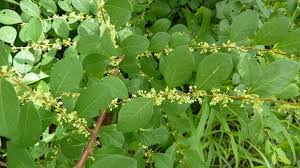 Image result for Flueggea