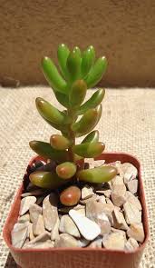 Jelly Bean Succulent Sedum Rubrotinctum Sedum Succulent Gardening Succulents