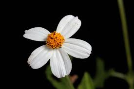 Image result for Bidens sp.no.1