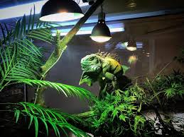 Hubert L Iguane Dans Son Terrarium Iguane Plants Aquarium