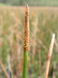 Image result for Pycreus nigricans