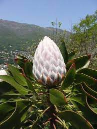 Protea Cynaroides L Protea Flower Protea Plant Leaves