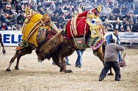 Camel wrestling season has begun. Camel Wrestling Festivals In Turkey