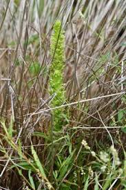 Image result for Habenaria pubipetala