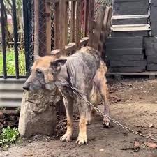 DUMPERT - Ff de hond naar de chiropractor