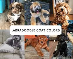 If you have any questions, or want to book a call with lisa/join our waiting list, contact us or fill in our puppy preferences form and we'll be in touch! There Are Many Combinations Of Labradoodle Colors From Gold Red Black Chocolate Cream And White There Are Labradoodle Colors Labradoodle Dogs Labradoodle