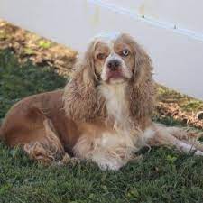 The cocker spaniel mix can have multiple purebred or mixed breed lineage. Dixie Cocker Spaniel Puppy For Sale In Ohio Cocker Spaniel Puppies Cocker Spaniel Spaniel Puppies