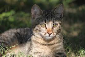 Kedi Yerli Kedi Evcil Hayvan Evcil Hayvanlar Hayvanlar Cok Sirin Hayvanlar