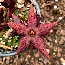 Image result for Hibiscus schinzii