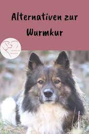 how often should i deworm my dog dogs constant worming cures damage the intestinal flora dear kottest and prevent with he hundehaltung gesunde hunde hunde