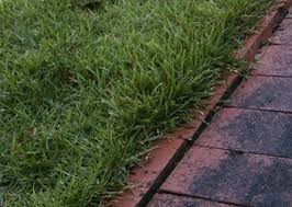 Zoysia is known for choking out weeds and crabgrass, so it shouldn't appear at all. Zoysia Grass Lawns