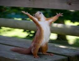 Tomorrow Is Friday Images Hallelujah Tomorrow Is Friday Finally At Last The Olyimpic Its Happy Squirrel Animals Cute Animals