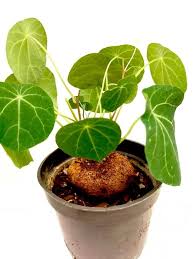 Image result for Cyphia erecta