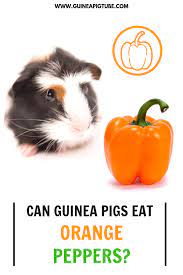 Pin On Guinea Pig Food And Diet