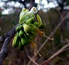 Image result for Turraea nilotica