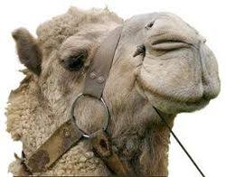 There is a fable in which an arab miller reluctantly allows his camel to stick his nose under his tent on a cold night in the desert. Author Chris Brady S Blog The Camel S Nose Under The Tent Flap