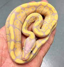 Banana Hypo Het Clown Ball Python Ball Python Morphs Ball Python Python Regius