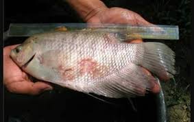 Penyebab lain yang bisa membuat ikan cupang mati adalah ketika kamu terlalu banyak memberinya makan. Ku Beri Tahu Jenis Penyakit Ikan Gurame