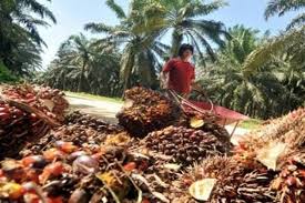 Kelapa merupakan salah satu jenis tanaman yang serba guna dan memiliki nilai ekonomis tinggi. Kementerian Pertanian Kebijakan Sawit Harus Dorong Peningkatan Produktivitas Bukan Penambahan Lahan
