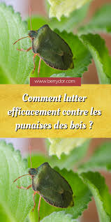Check spelling or type a new query. Comment Lutter Efficacement Contre Les Punaises Des Bois Trucs Et Astuces Jardinage Punaise Verte Punaise De Bois