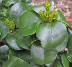 Image result for Lythrum rotundifolium