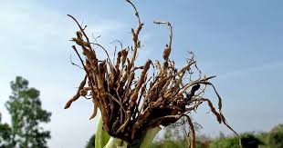 Huge sale on all nematodes garden now. How To Control Root Knot Nematodes In Your Garden Gardener S Path