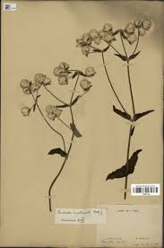 Image result for Pandiaka