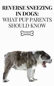 Pin On Dogs