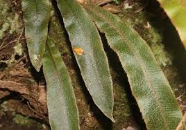 Image result for Elaphoglossum