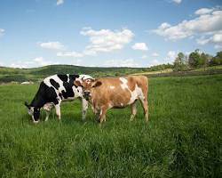 Image of Cows on a farm