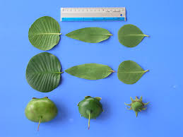 Image result for Sonneratia alba