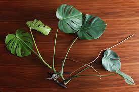Page 1 of 2 • 1 2. Good To Know How To Propagate A Monstera And Other Care Tips Carmeon Hamilton
