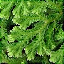 Image result for Selaginella eublepharis