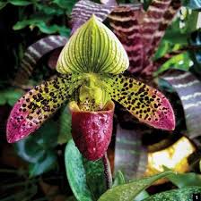 Image result for Aerangis stelligera