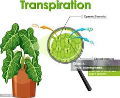 Image result for Stomatanthes