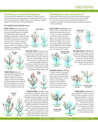 We did not find results for: Pruning Central Leader And Open Center Trees Pruning Fruit Trees Prune Peach Trees