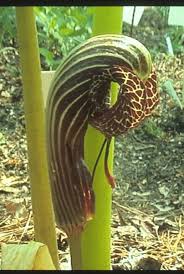 Image result for Arisaema mildbraedii