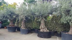 Mediterranean Garden Plants Uk 10 Best Mediterranean Plants