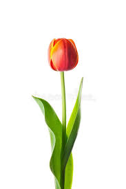 See more ideas about black tulips, tulips, planting flowers. Isolated Tulip Flower An Isolated Golden Edge Orange Tulip Flower In White Back Sponsored Flower Isolated Tulips Art Tulip Painting Watercolor Flowers