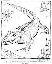 There's something for everyone from beginners to the advanced. Zoo Coloring Pages