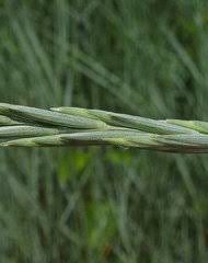 Image result for Urelytrum agropyroides