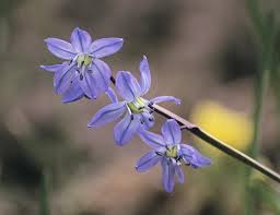 Image result for Scilla benguellensis