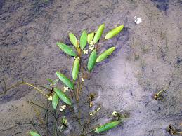 Image result for Potamogeton octandrus