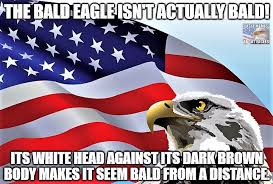 Eagle Memes About Eagles Publicacoes Facebook