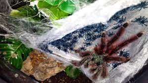 Über 80% neue produkte zum festpreis. Caribena Versicolor Antilles Pinktoe Breeding Notes And Babies Tom S Big Spiders