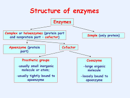 Prosthetic Group And Apoenzyme Google Search Organic Molecules Molecules Coenzyme
