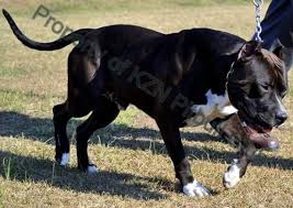 Breeding the best of the best is what manmade kennels works hard to do. Van Dyk Pit Bulls Home Facebook