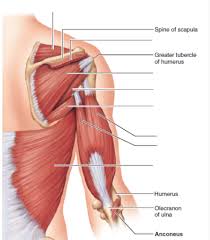 Flexion, abduction, extension of the arm insertion: Arm Muscles Diagram Quizlet
