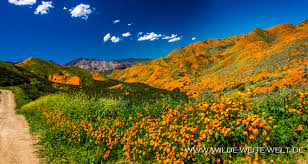 Maybe you would like to learn more about one of these? Super Bloom 2019 California Poppies Am Lake Elsinore California Www Wilde Weite Welt De